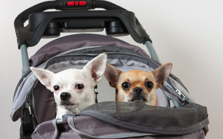 Why Every Pet Owner Needs a Pet Stroller