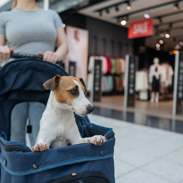 How to Know If Your Pet Needs a Stroller