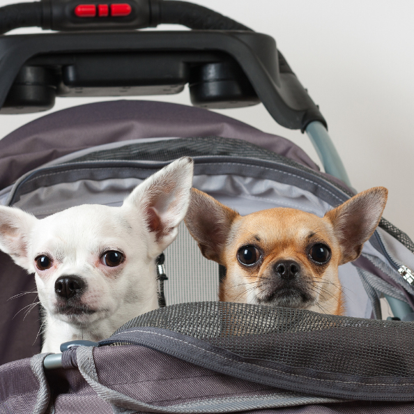 Why Every Pet Owner Needs a Pet Stroller