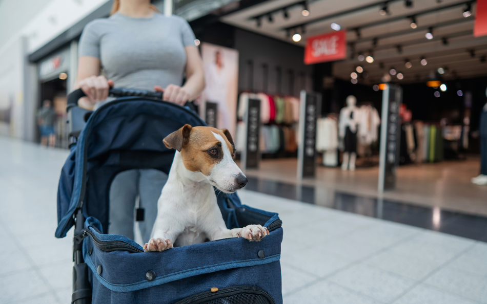 How to Know If Your Pet Needs a Stroller